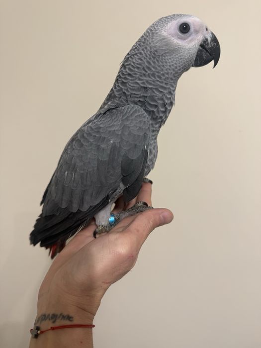 Ръчно хранен папагал Жако