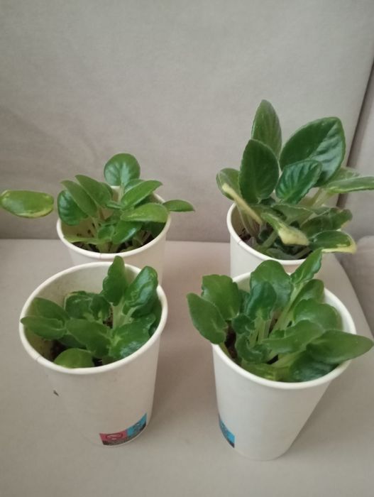 Африканска теменужка сентполия