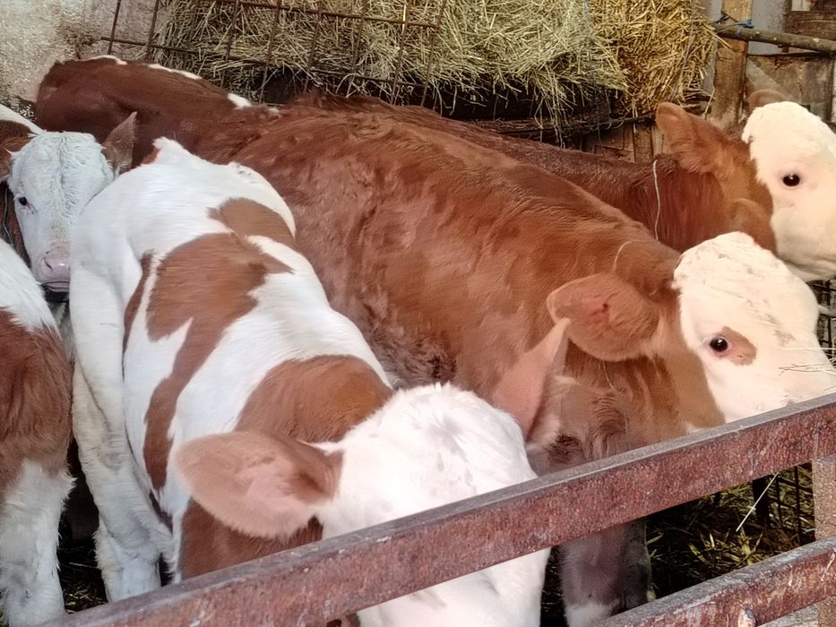 Taurasi și vitele semi intarcati