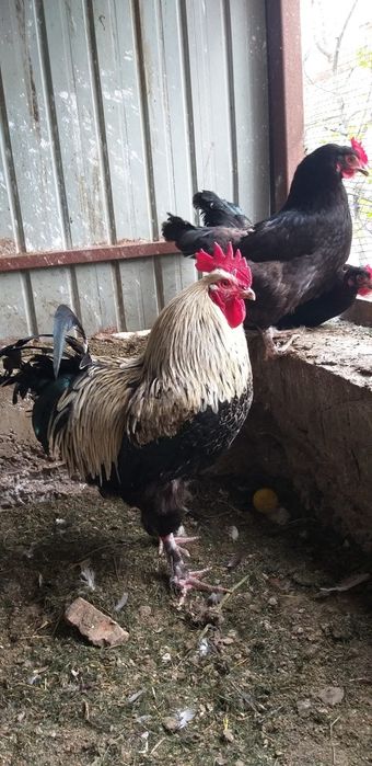 Ouă pentru incubat din rasa marans