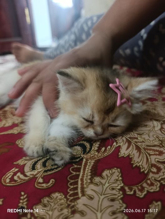 Золотой шиншилла