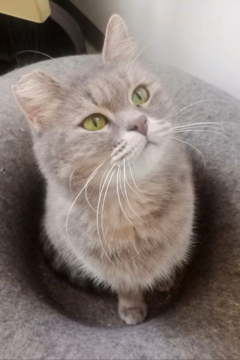 Кошечка Нюша в поиске дома.