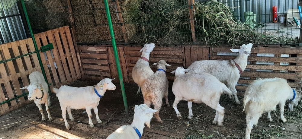 Козье молоко с доставкой на дом!