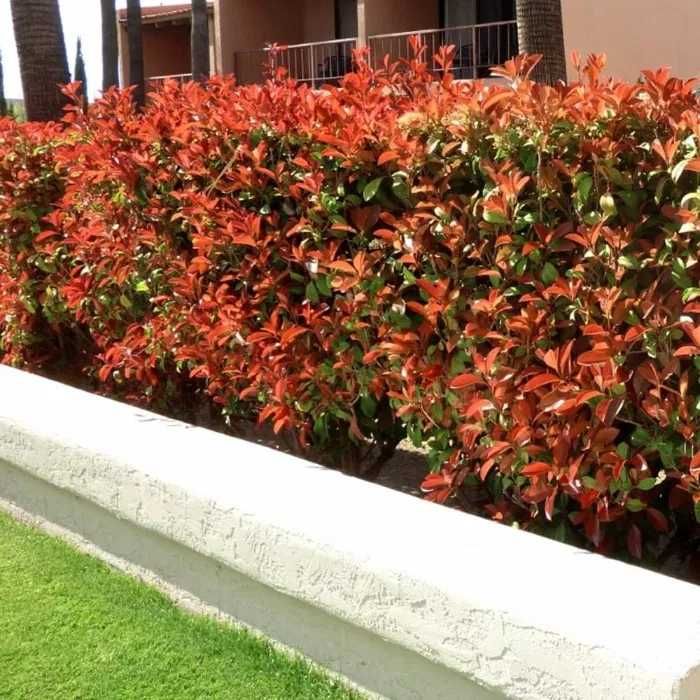 Euonimus eleagnus  Photinia vesnic verde
