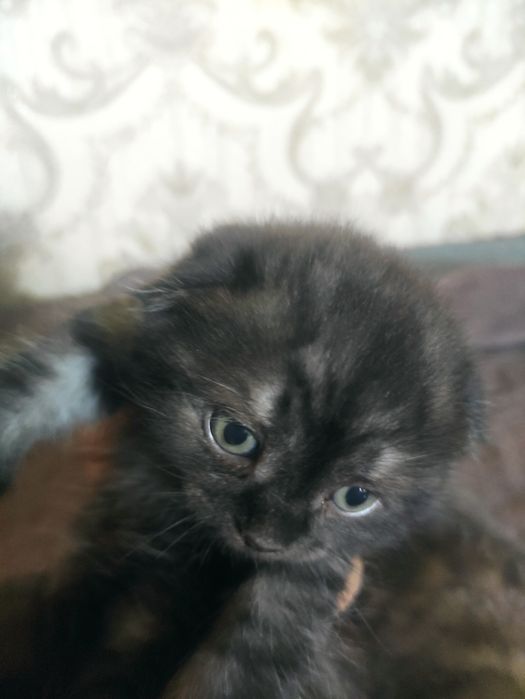 Шотландский котенок