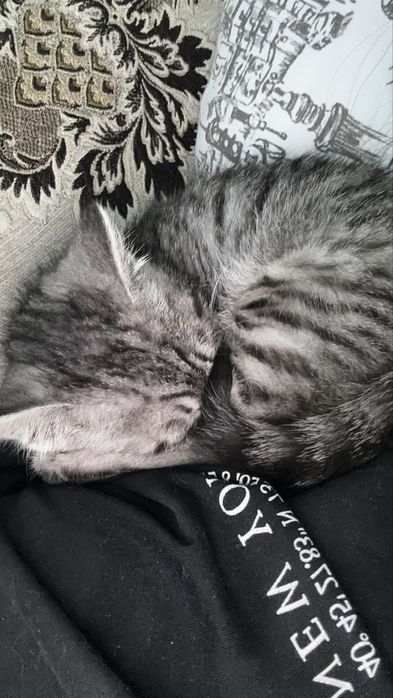 Котенок в добрые руки