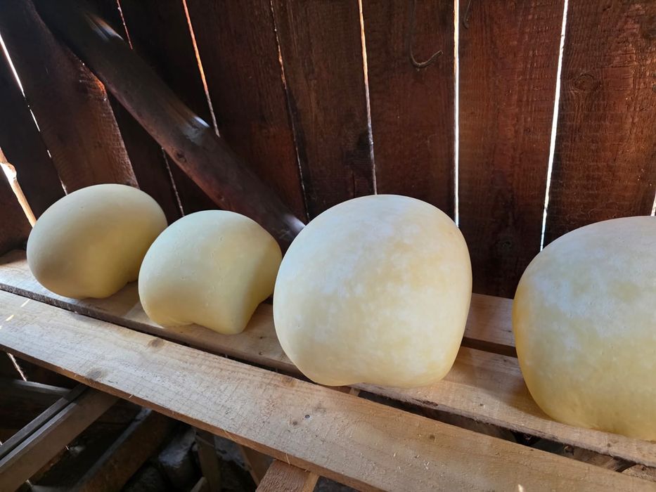 Cas de vaca proaspat