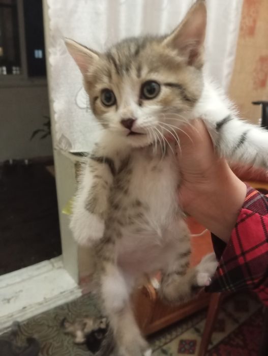Отдаем котят в добрые руки