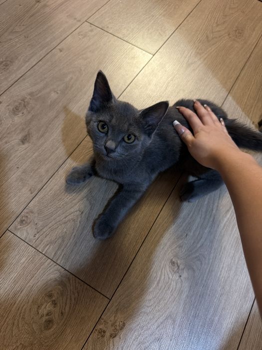 Бесплатно котенок