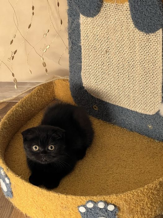 Шотландско клепоухо коте