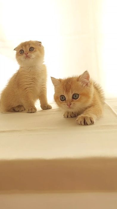 Британские шиншилла к,из ва угил бола  2 ойлик соглом