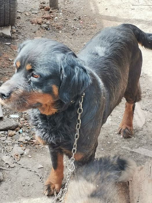 Donez câine metis rottweiler