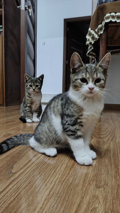 British Shorthair Mix