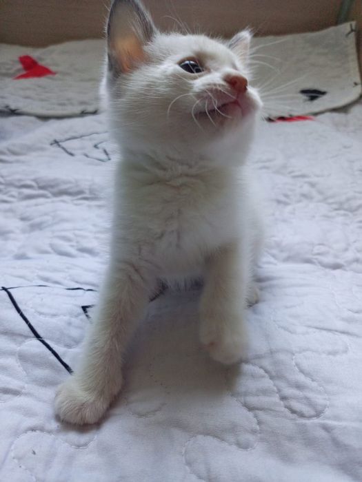 Отдам котят в добрые руки