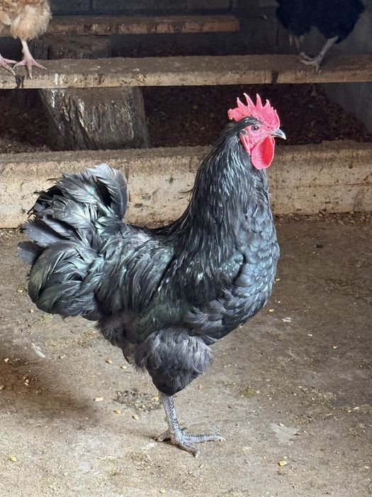 Австролорп Россия.