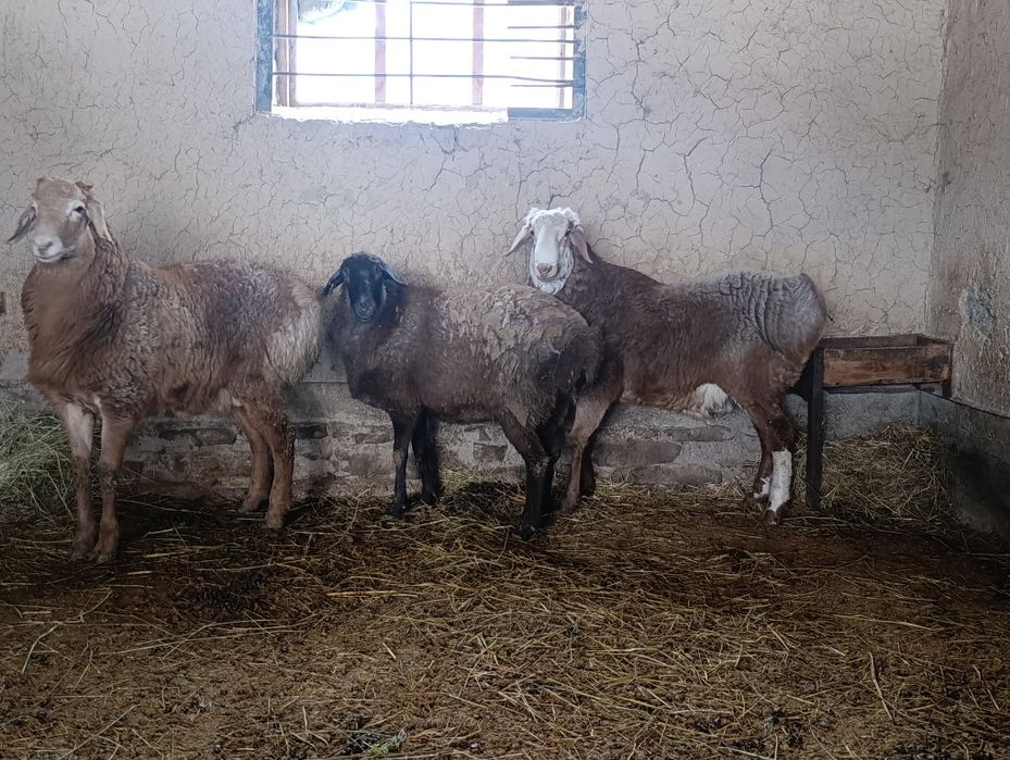 Продаётся сельхоз животные