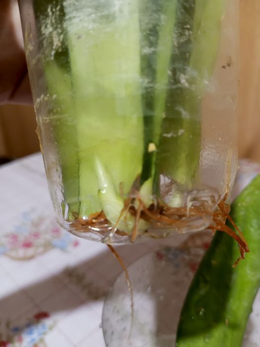 Обмен сансевиерии