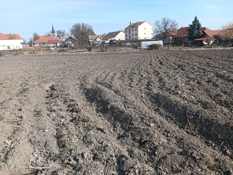 Vând      grădină