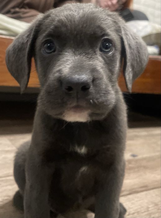 Щенки Кане-корсо