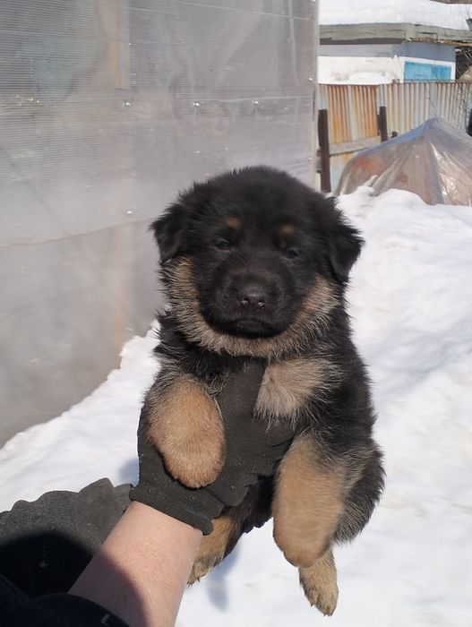 Продаются щенки немецкой овчарки