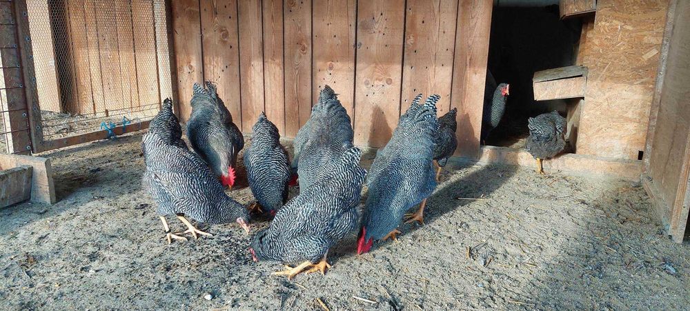 oua plymouth rock barat