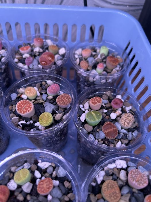 Литопсы - живые камни