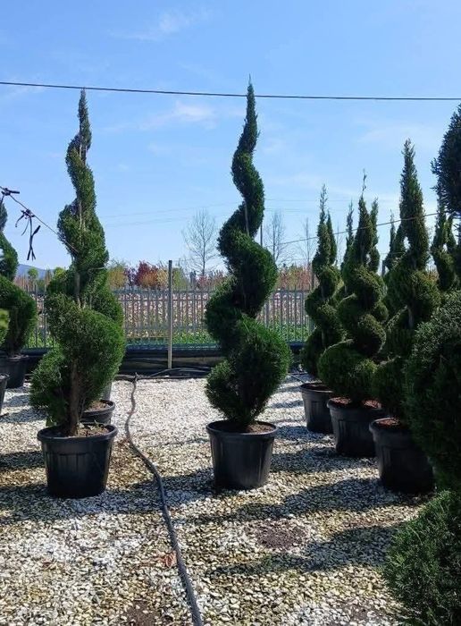Cupressus leylandii 
Livram în toată țara gratuita 
 Oferta Pret
1.80