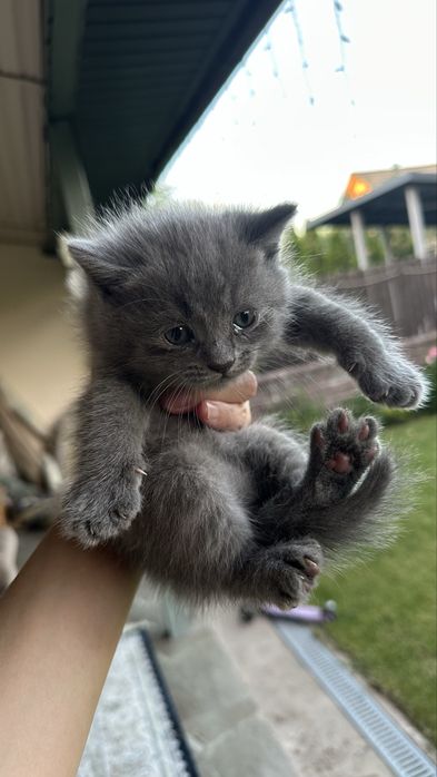 Котята ищут дом!