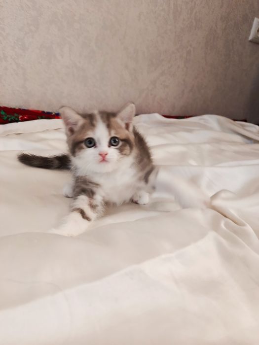 Кошка пародисты..