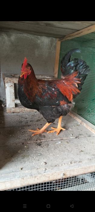 Қазақы аралас брама