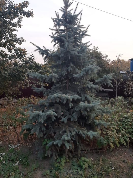 Продам голубую ель