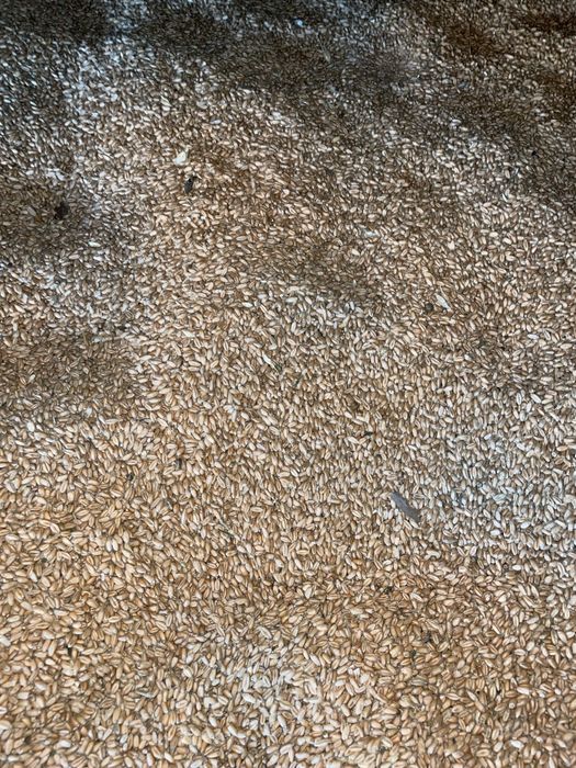 Grâu productie 2025