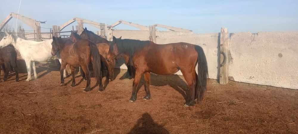 Жалқы, бие, тай сатамыз