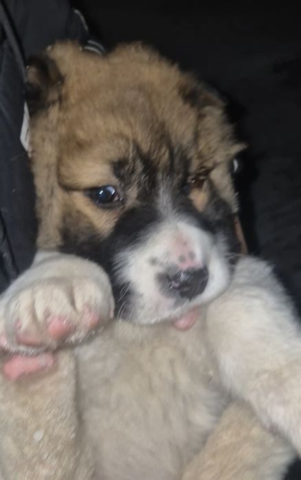 .Собака. алабай.