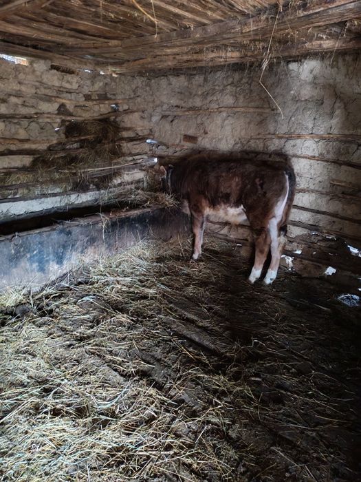 Vând taurasi din comuna vagiulesti