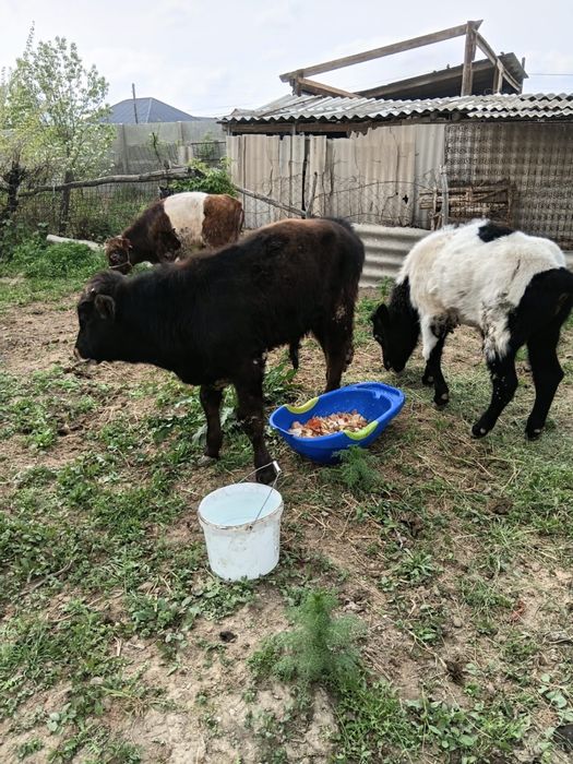 Бұқалар сатылады. Продам бычков