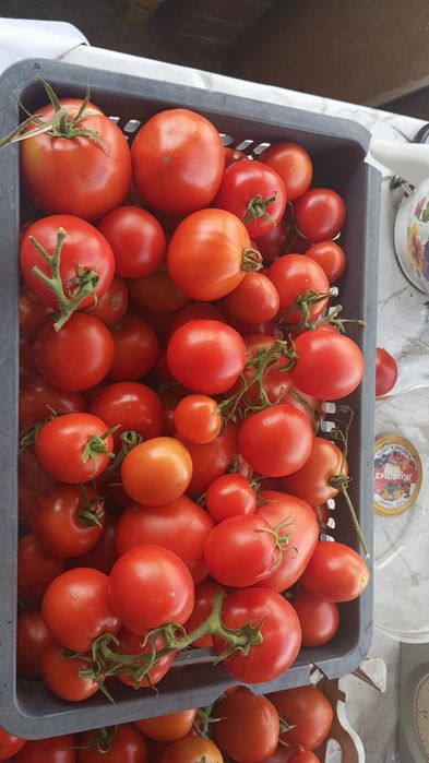 Продам помидоры домашнии