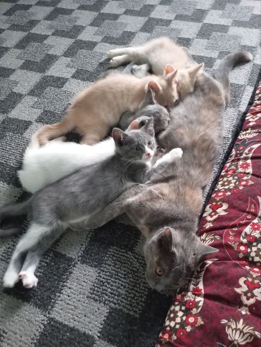 Котята в Хорошие руки