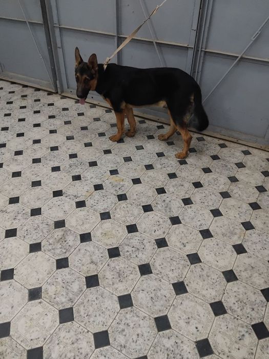 Nemiski apcharka sotiladi