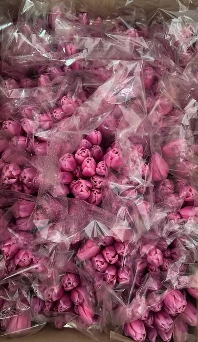 Тюльпаны свежие оптом