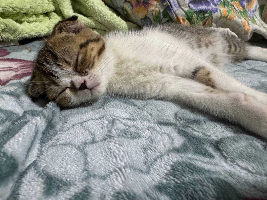 Продаются котята скоттиш фолд веслоухие(загнутые ушки)