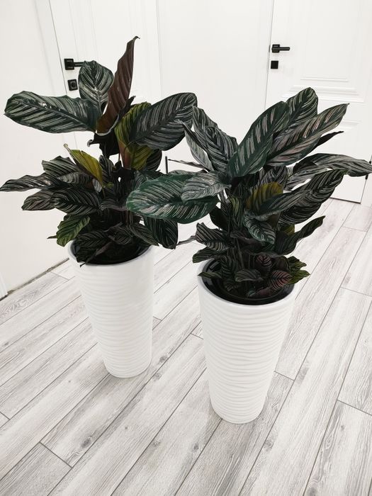 Шикарные цветы, доставка