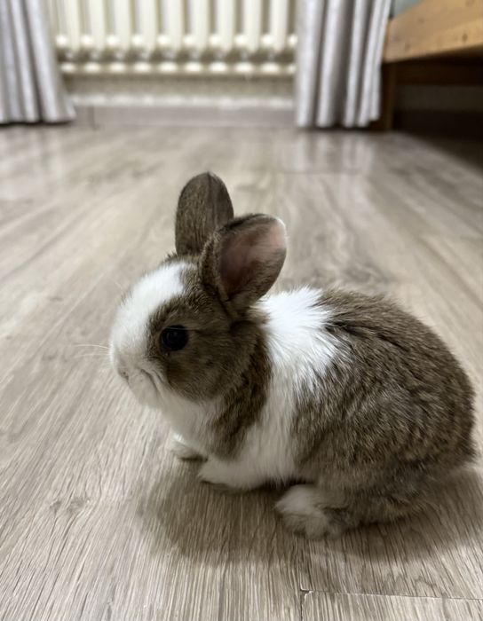 Декоративный кролик