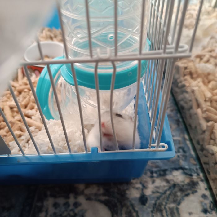 Vans cușcă, accesorii și hamster pitic