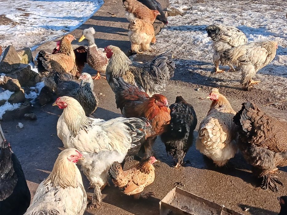 Gaini și cocoși de vanzare