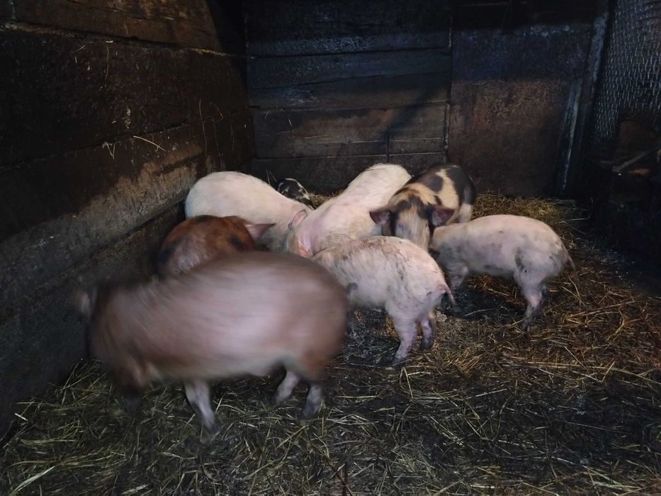 Продам паросят не дорого