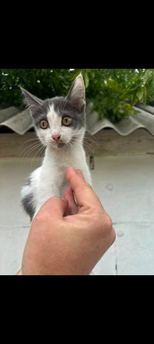 Котята бесплатно