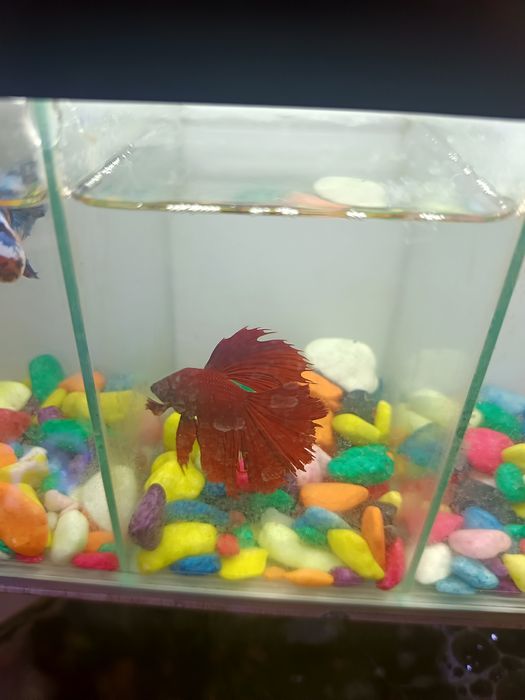 4 dona Betta, Petushok (Siyam jangchi) + Bo‘lingan akvarium | Tayyor t