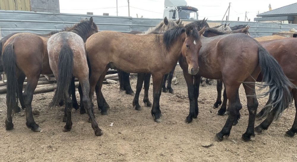 Жирные лошади с откорма. Соғым
