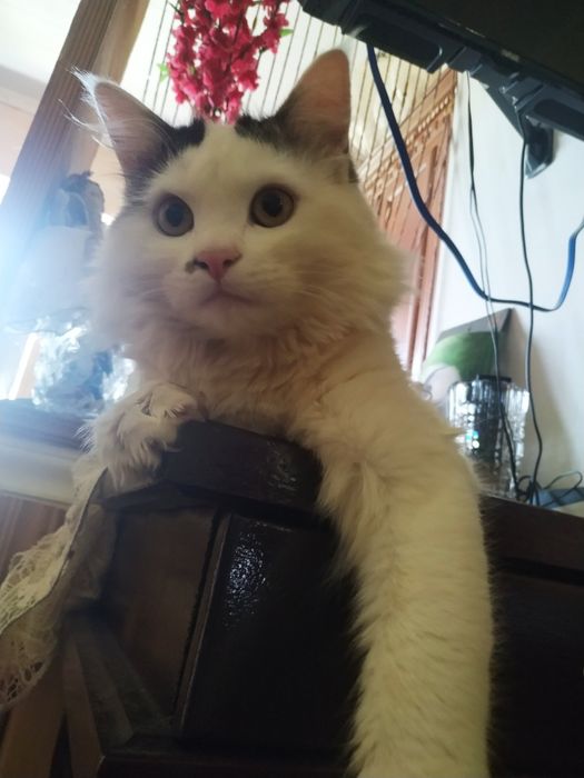 Отдам кота в хорошие руки